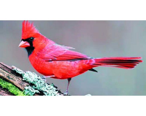 Desk Calendar DC13